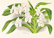 Vanda Denisoniana by Jean Jules Linden
