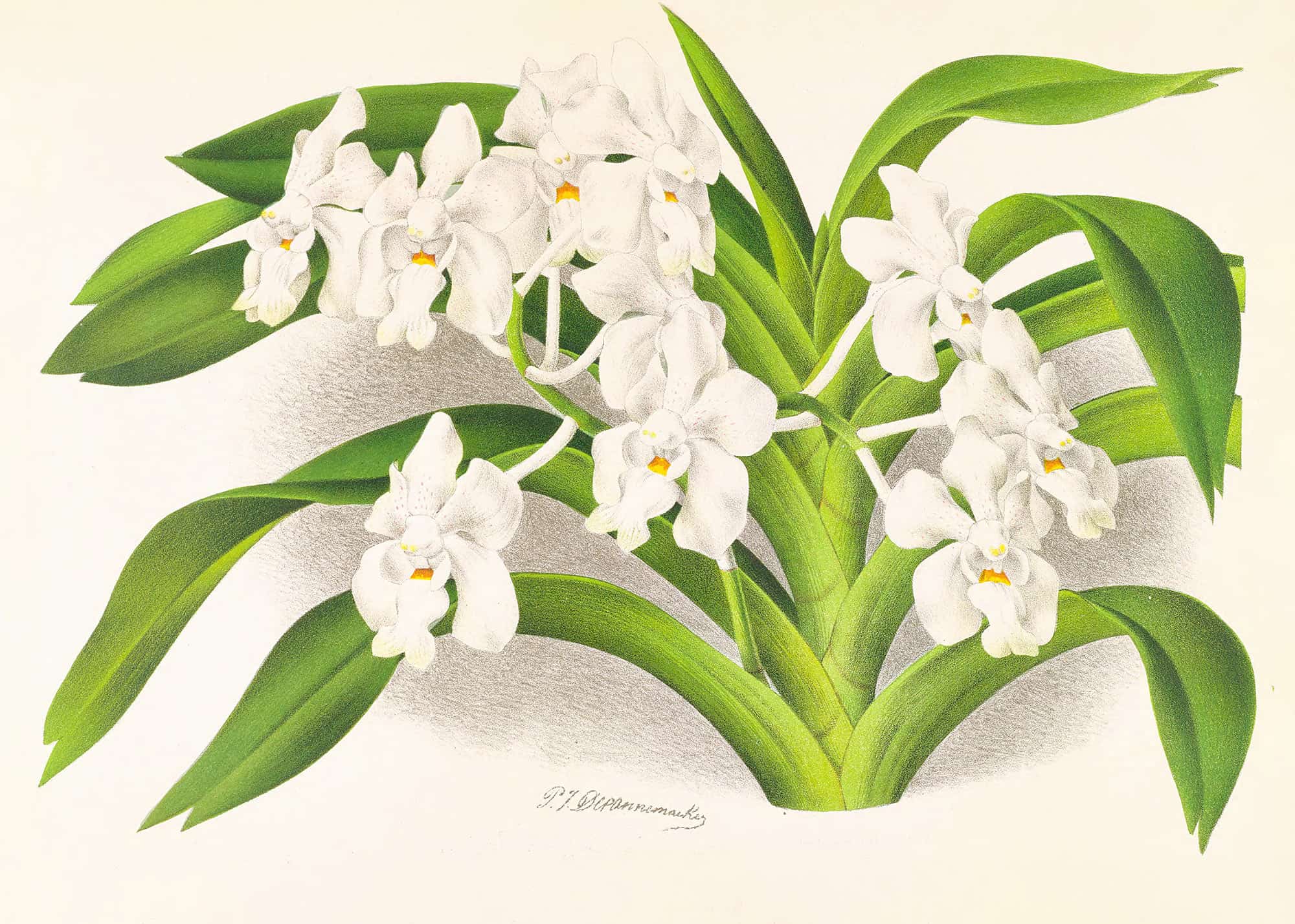 Vanda Denisoniana by Jean Jules Linden