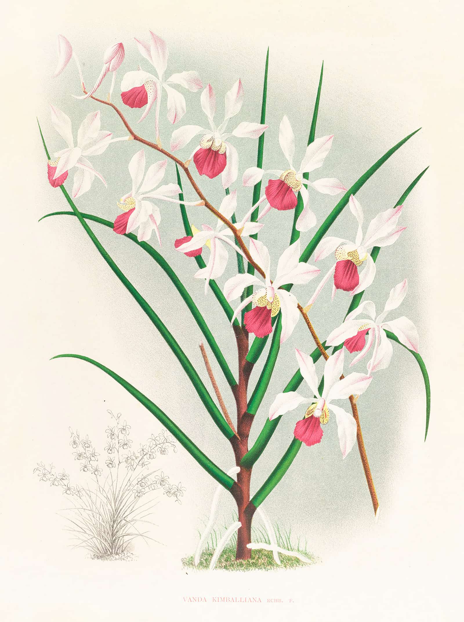 Vanda Kimballiana by Jean Jules Linden