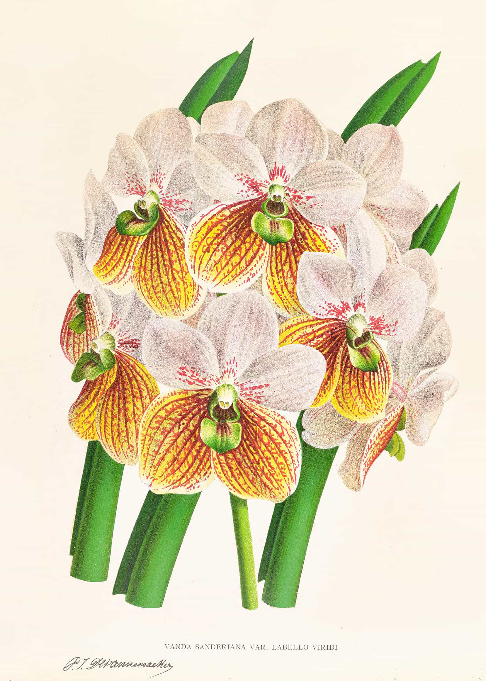 Vanda Sanderiana Var Labello Viridi by Jean Jules Linden
