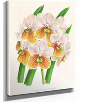 Vanda Sanderiana Var Labello Viridi by Jean Jules Linden