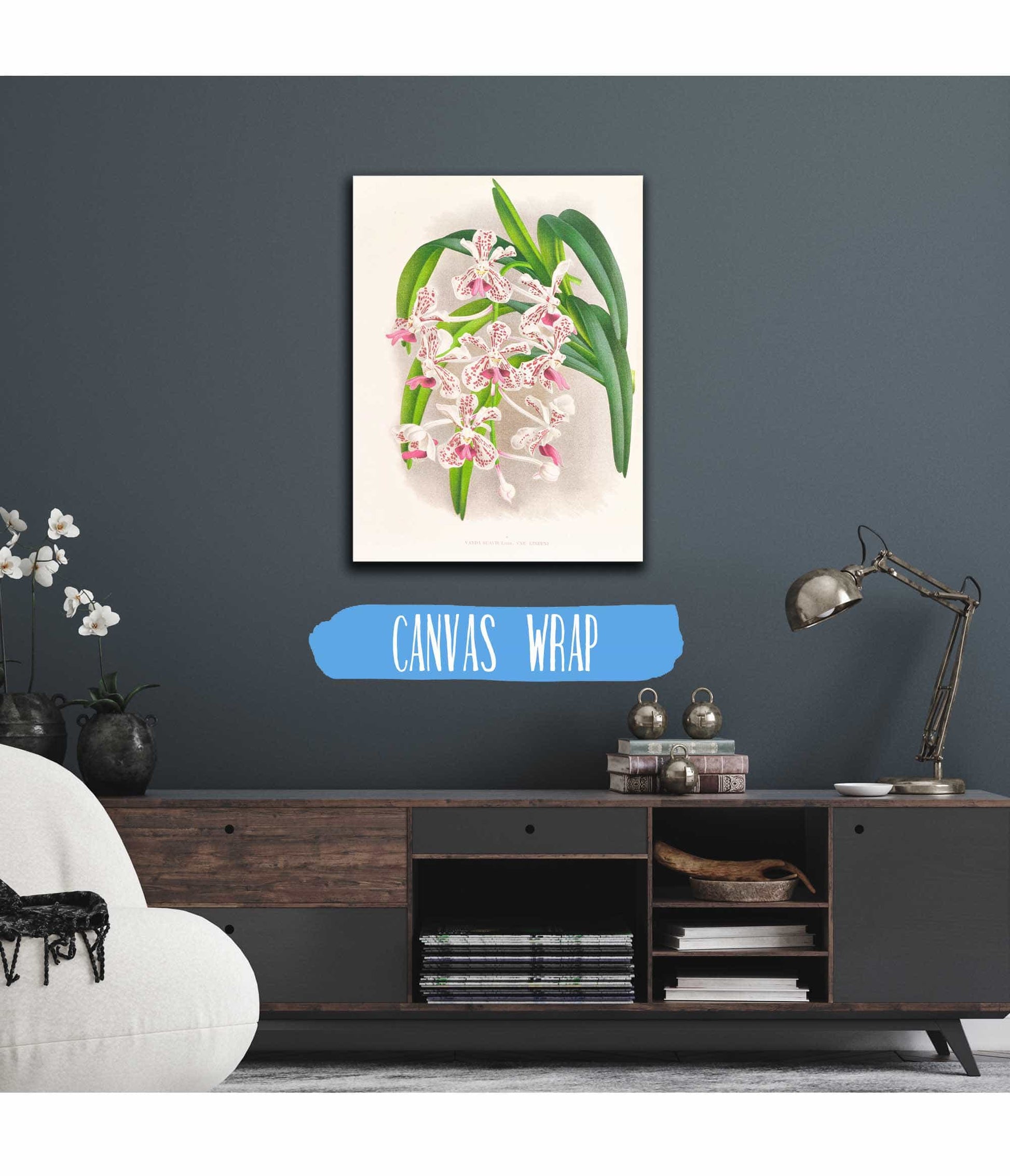 Vanda Suavis by Jean Jules Linden