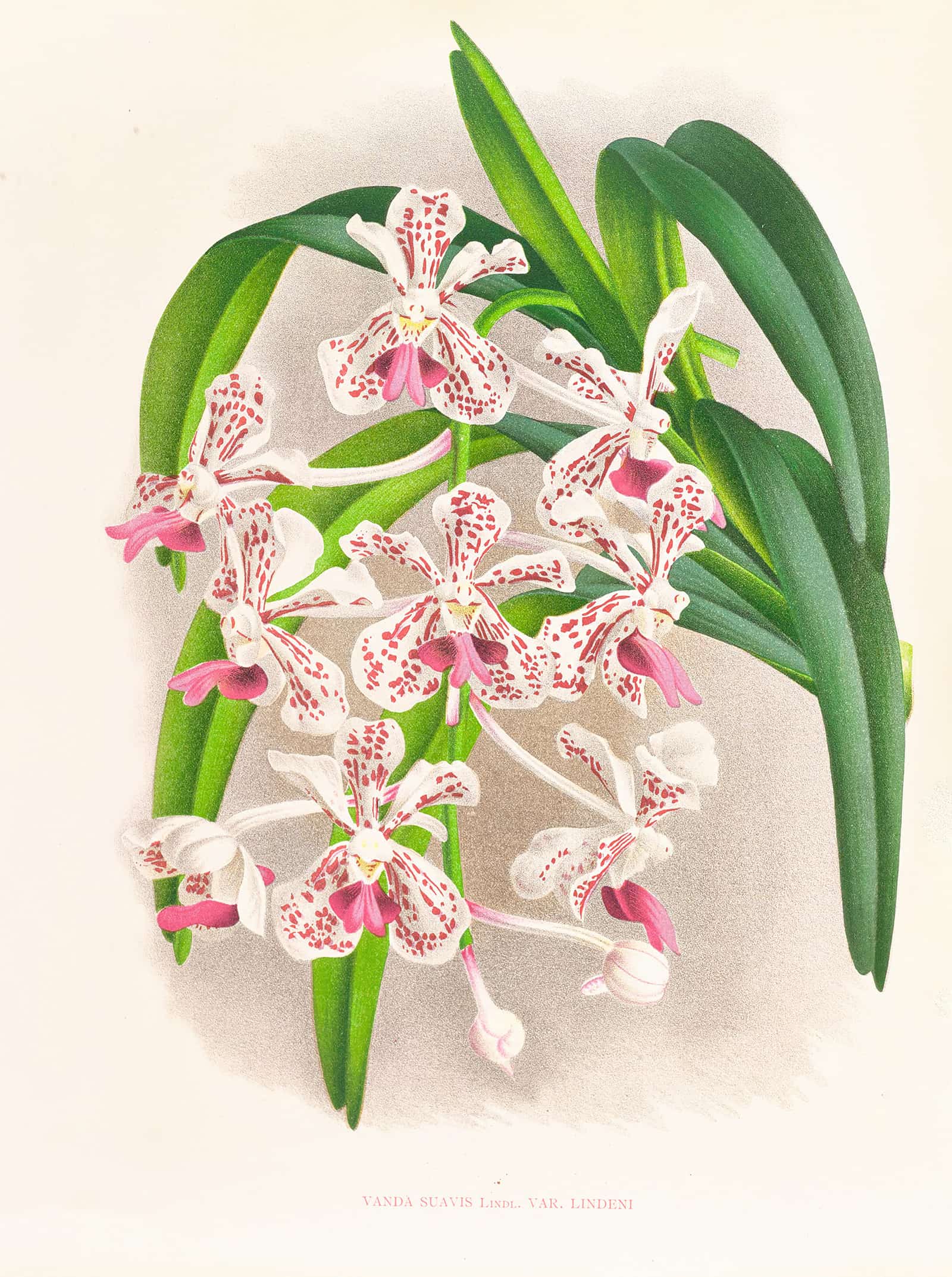 Vanda Suavis by Jean Jules Linden