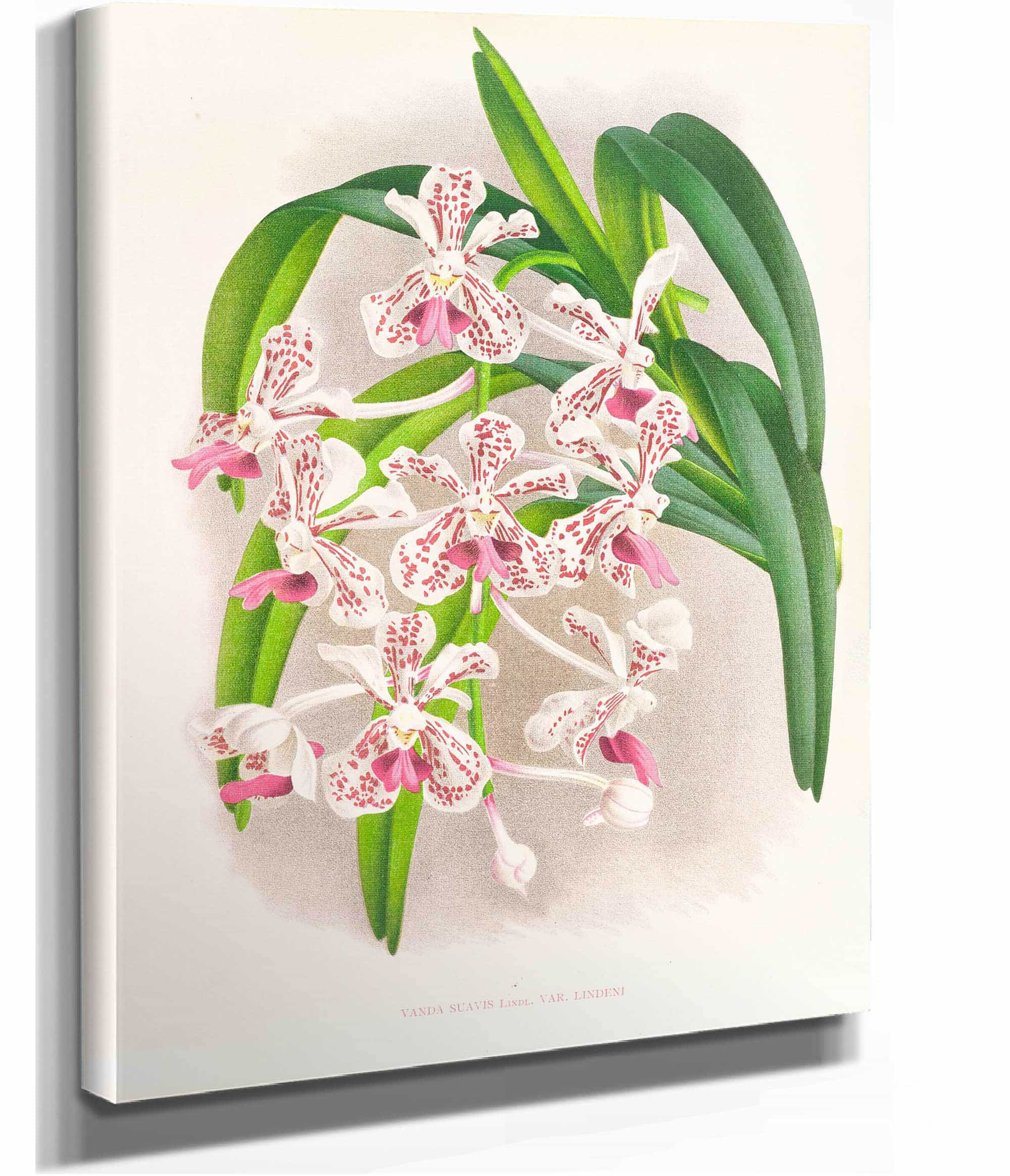 Vanda Suavis by Jean Jules Linden