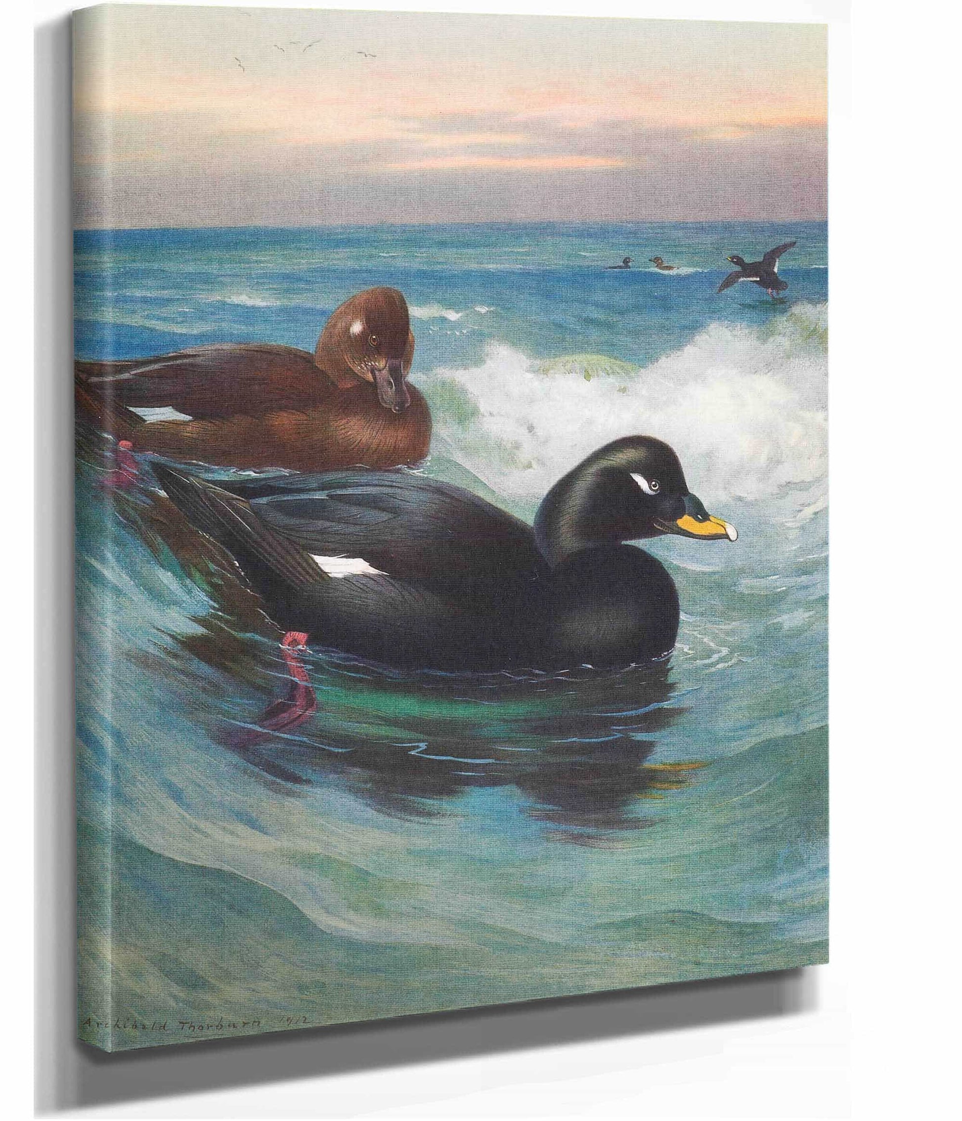 Velvet Scoter by Archibald Thorburn