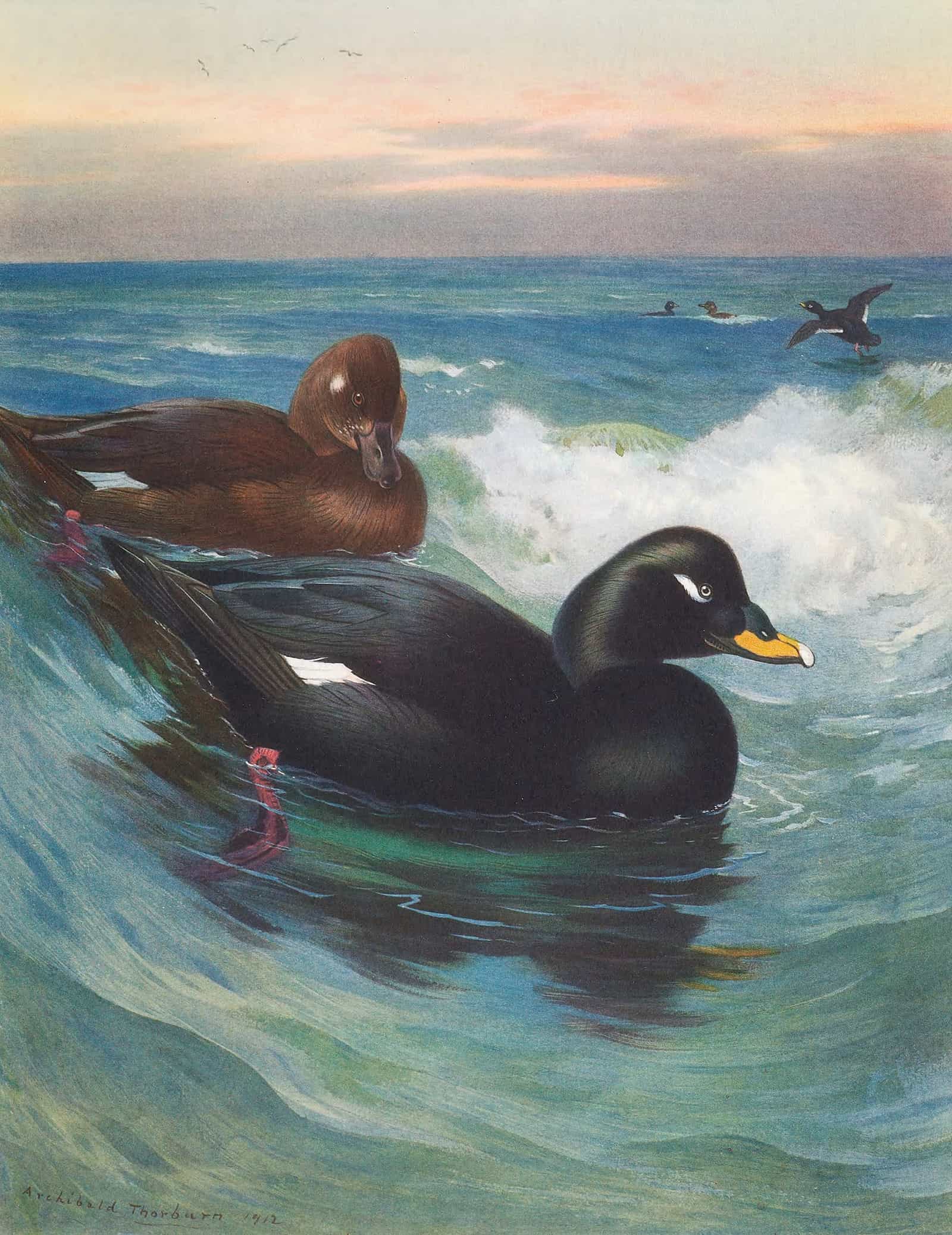 Velvet Scoter by Archibald Thorburn