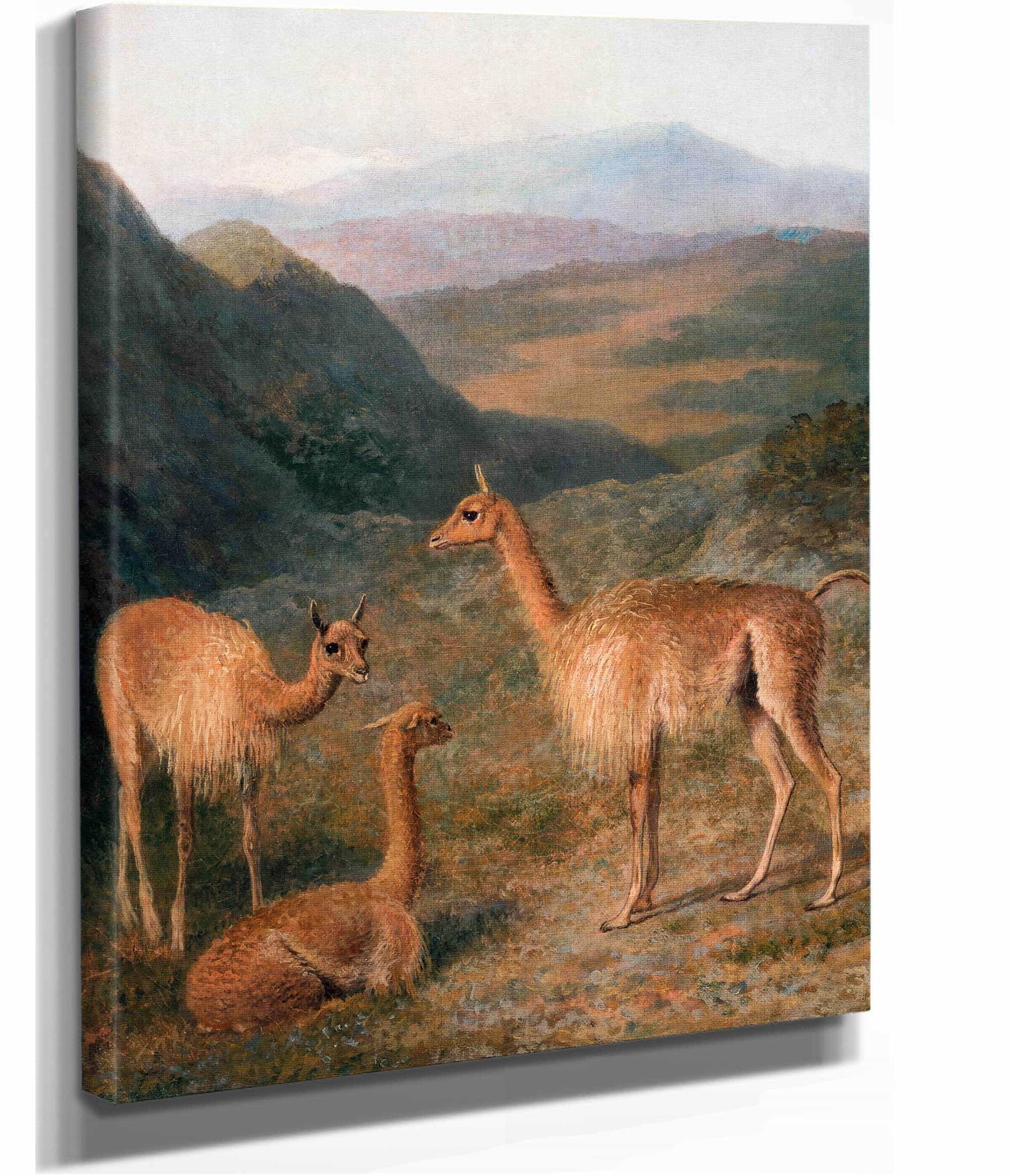 Vicunas by Jacques Laurent Agasse