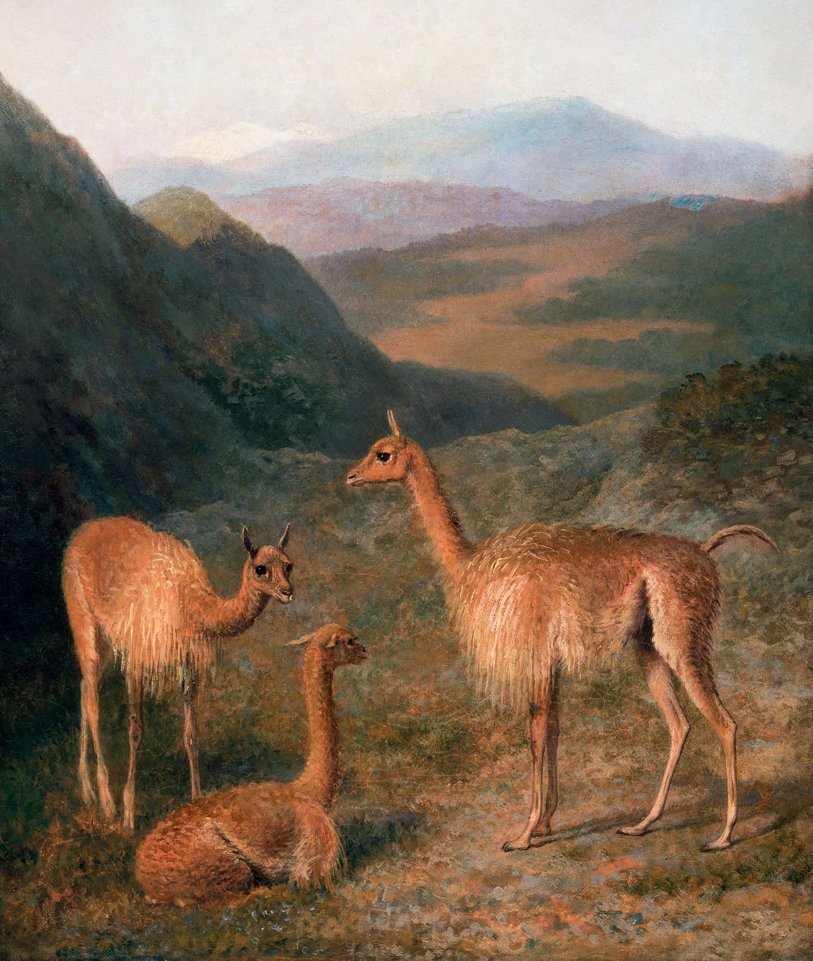 Vicunas by Jacques Laurent Agasse
