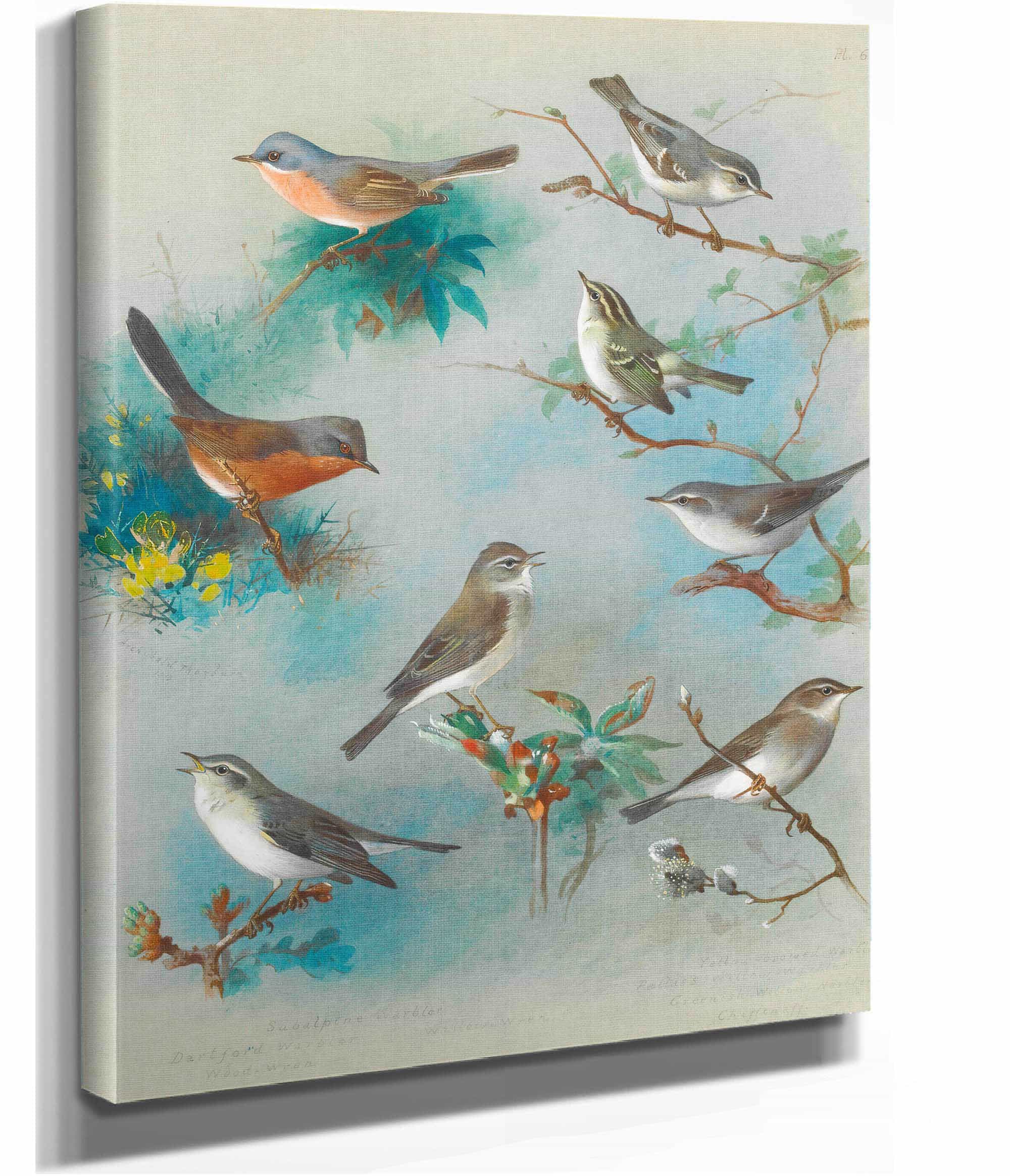 Warbler And Wrens by Archibald Thorburn