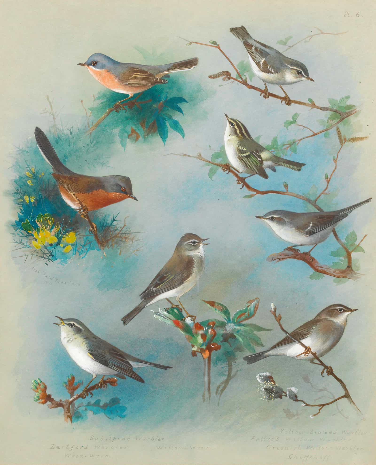 Warbler And Wrens by Archibald Thorburn