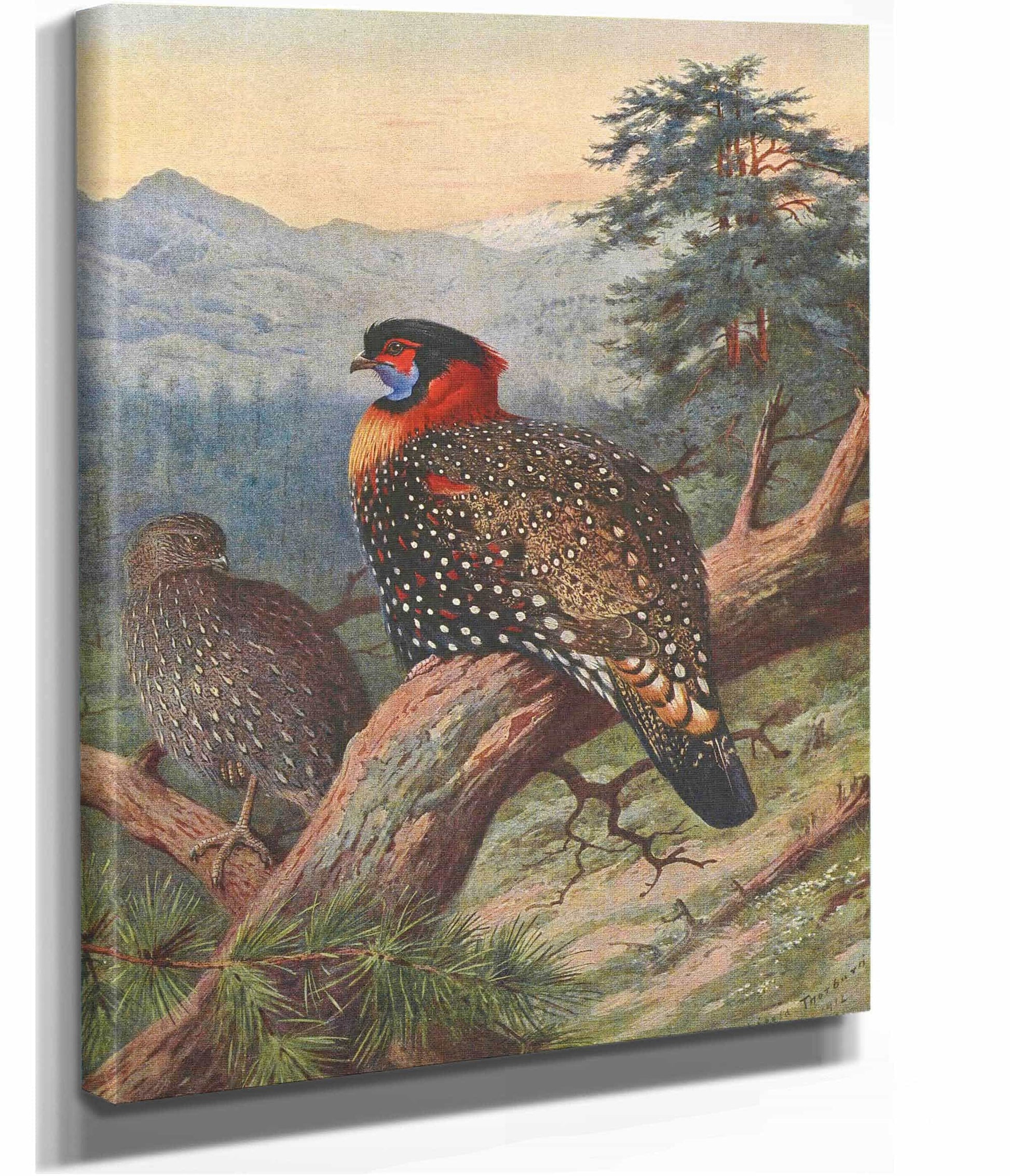 Western Tragopan by Archibald Thorburn