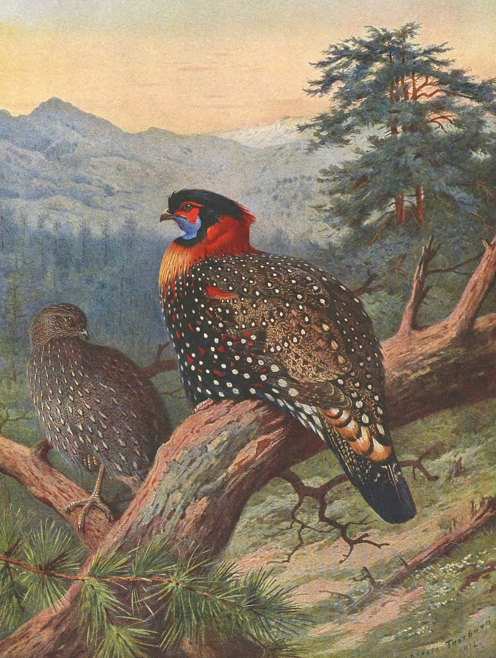 Western Tragopan by Archibald Thorburn
