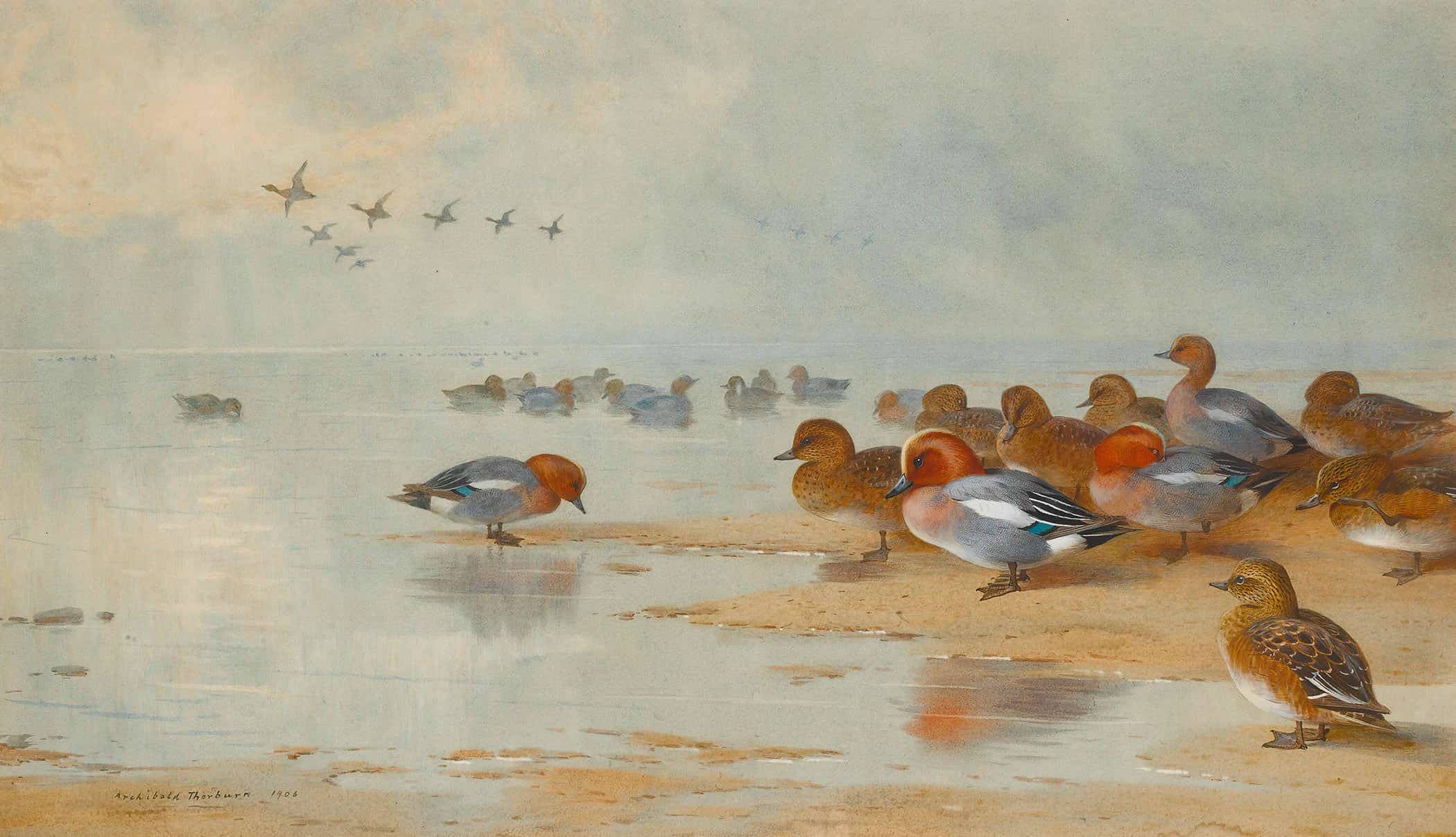 Wigeon And Teal By The Waters Edge by Archibald Thorburn