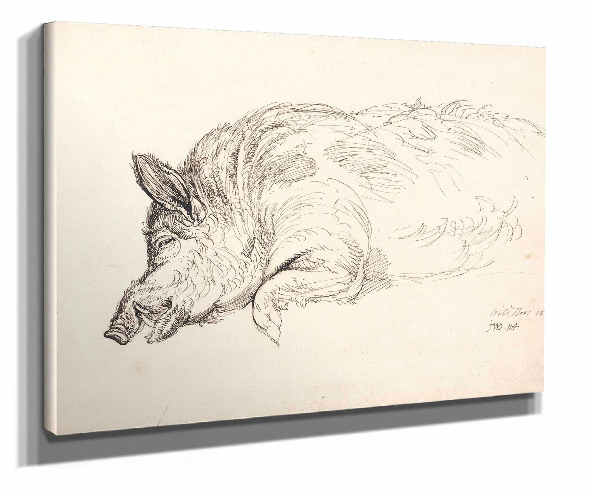 Wild Boar by James Ward