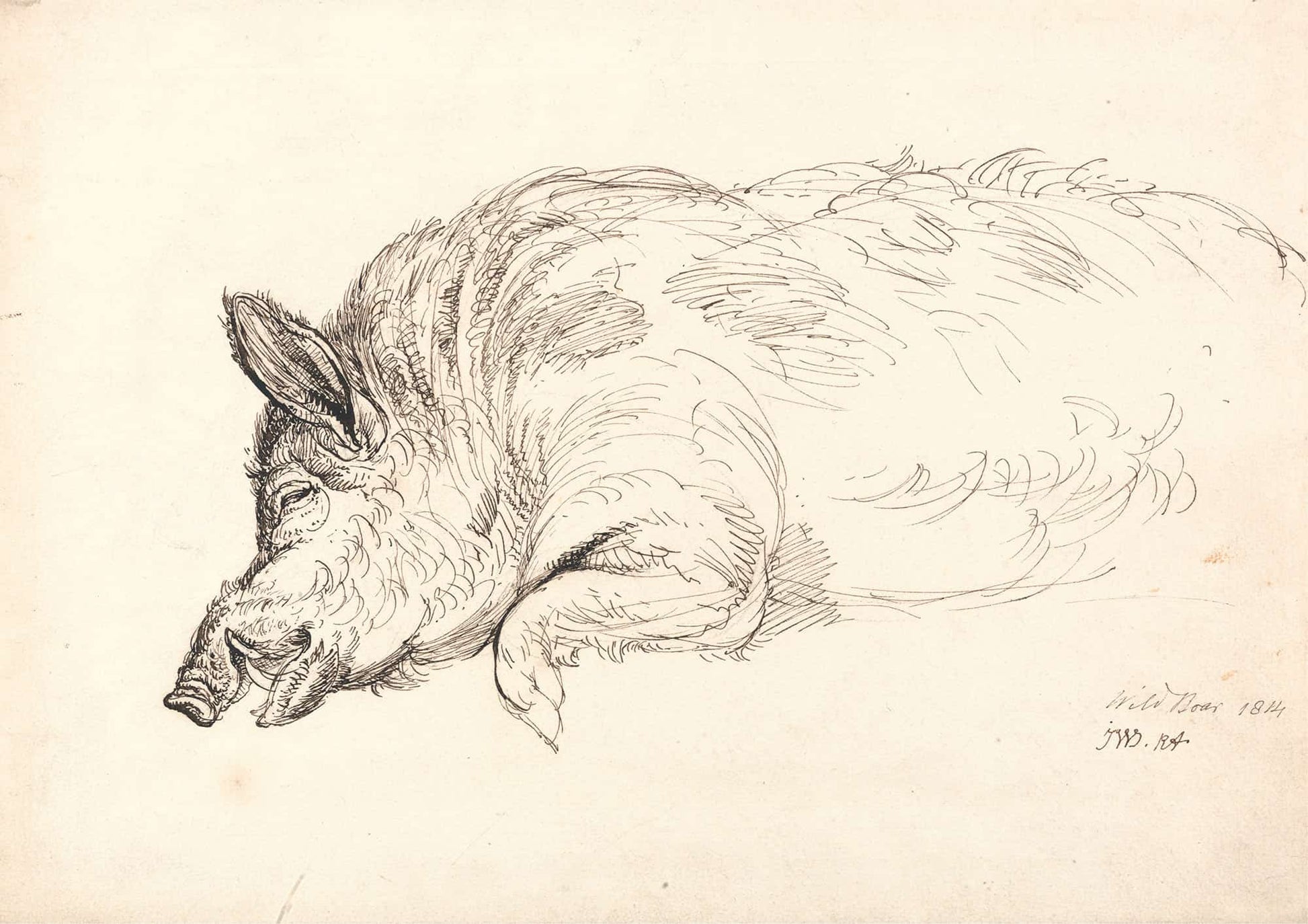 Wild Boar by James Ward