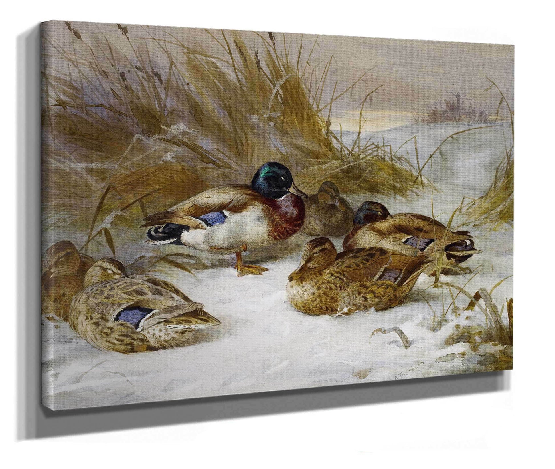 Winter Landscape With Mallard by Archibald Thorburn