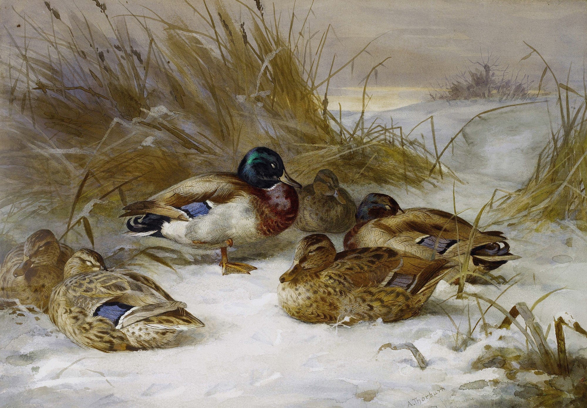Winter Landscape With Mallard by Archibald Thorburn