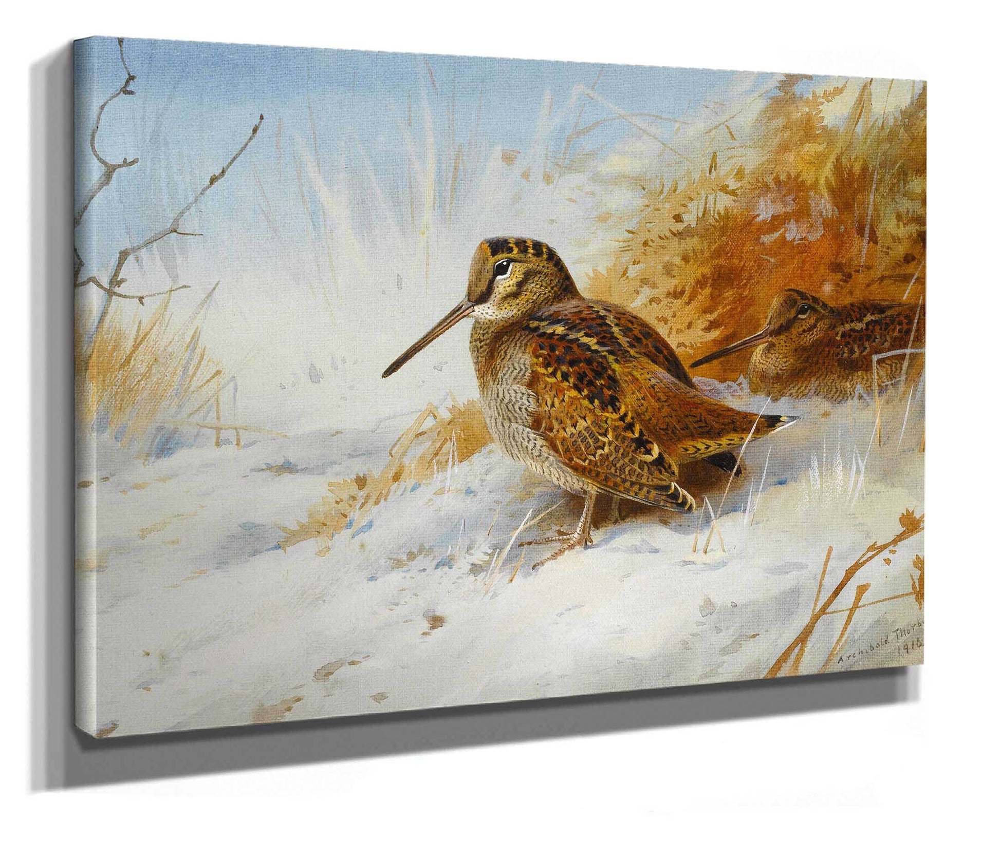 Winter Woodcock by Archibald Thorburn