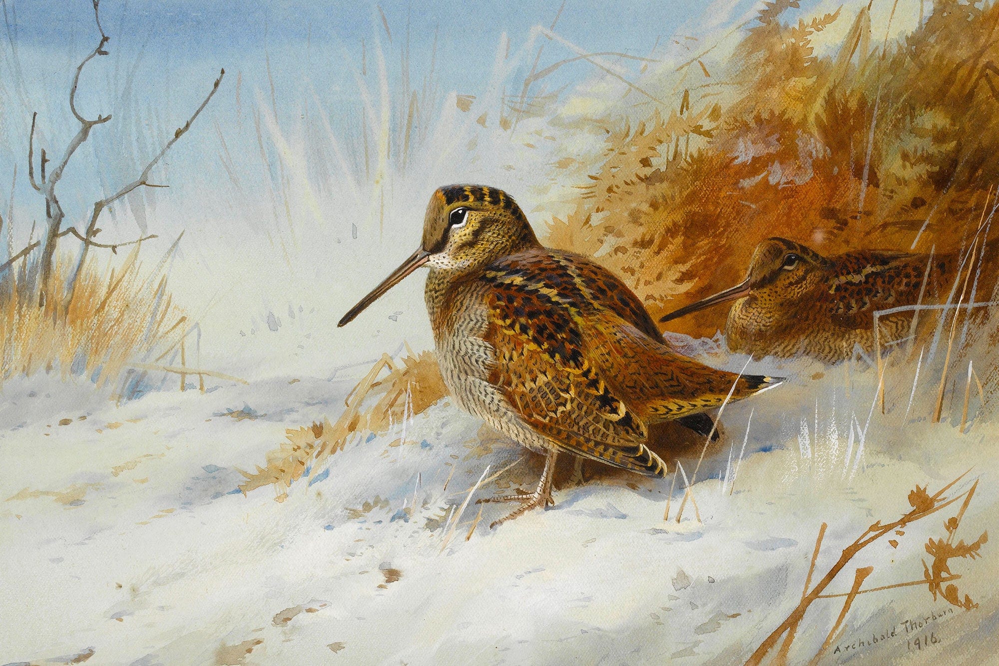 Winter Woodcock by Archibald Thorburn