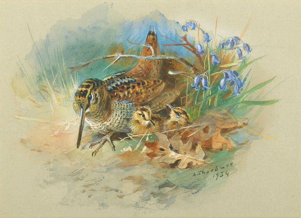 Woodcock And Young by Archibald Thorburn