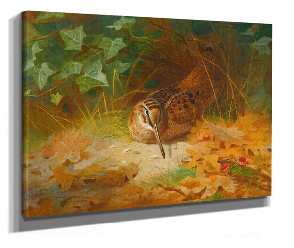 Woodcock by Archibald Thorburn