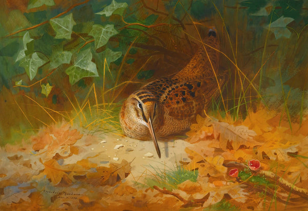 Woodcock by Archibald Thorburn
