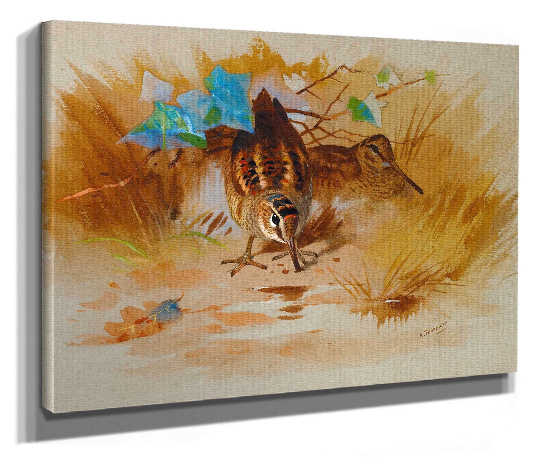 Woodcock In A Sandy Hollow by Archibald Thorburn