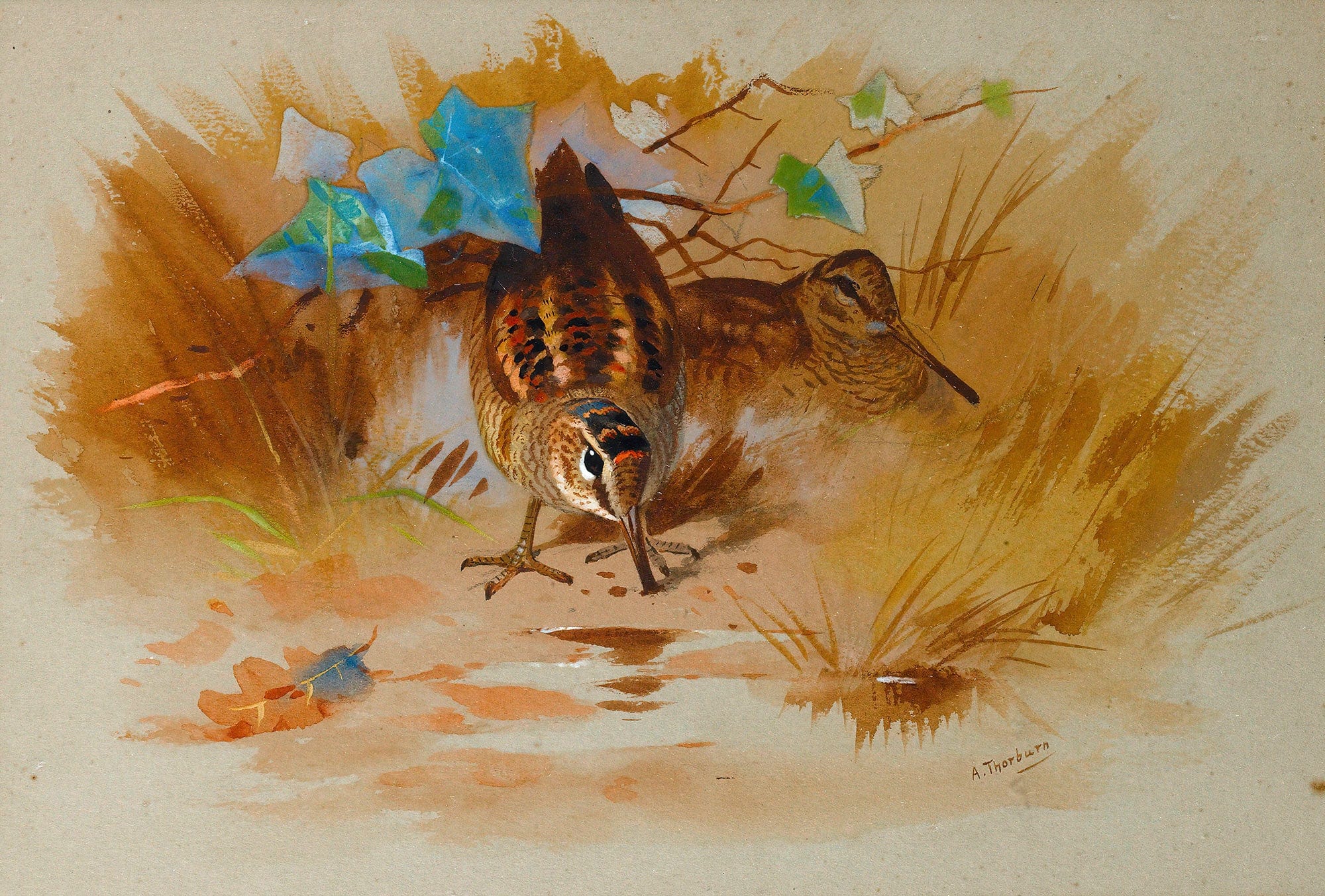 Woodcock In A Sandy Hollow by Archibald Thorburn