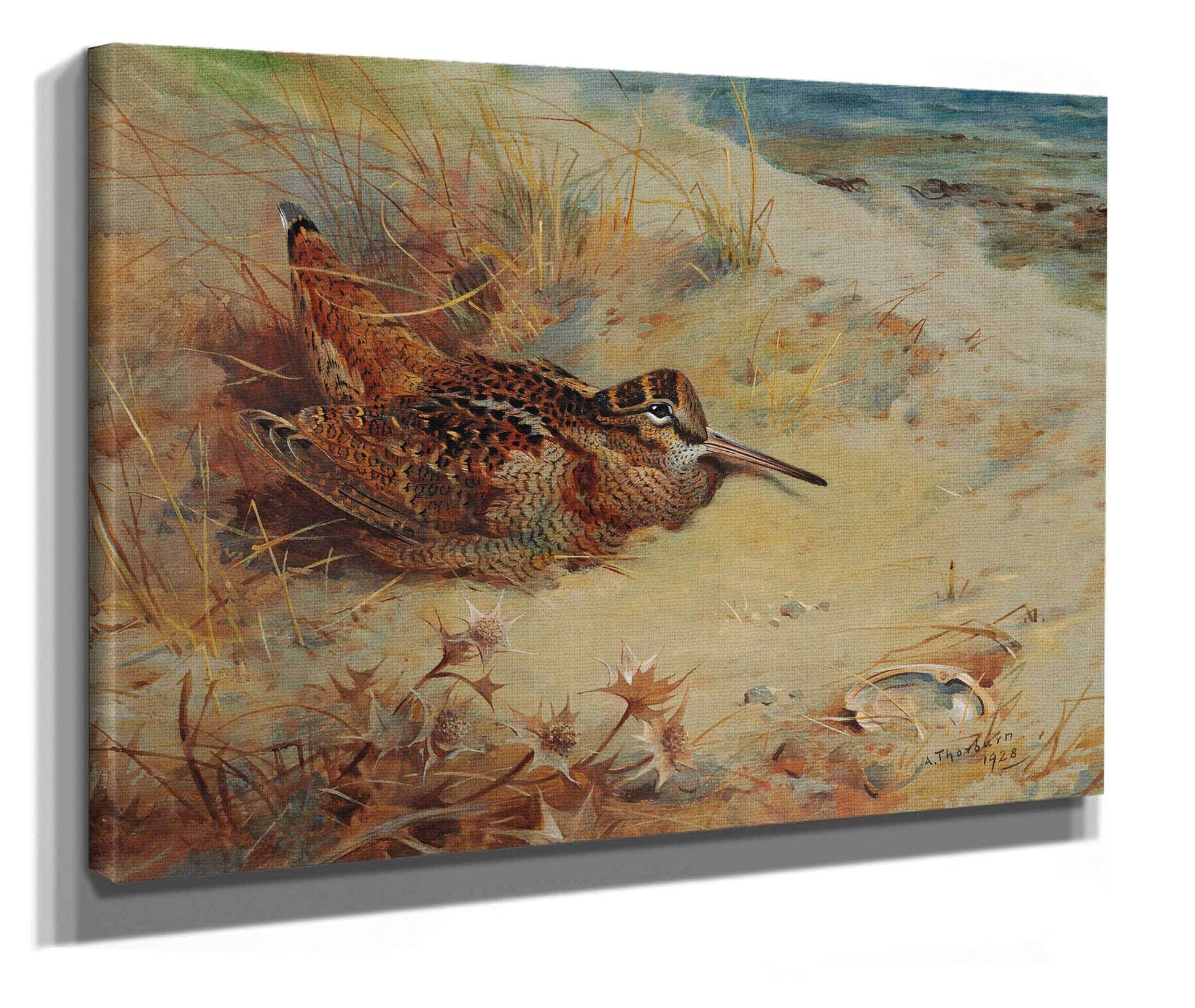 Woodcock Sheltering In The Sand Dunes by Archibald Thorburn