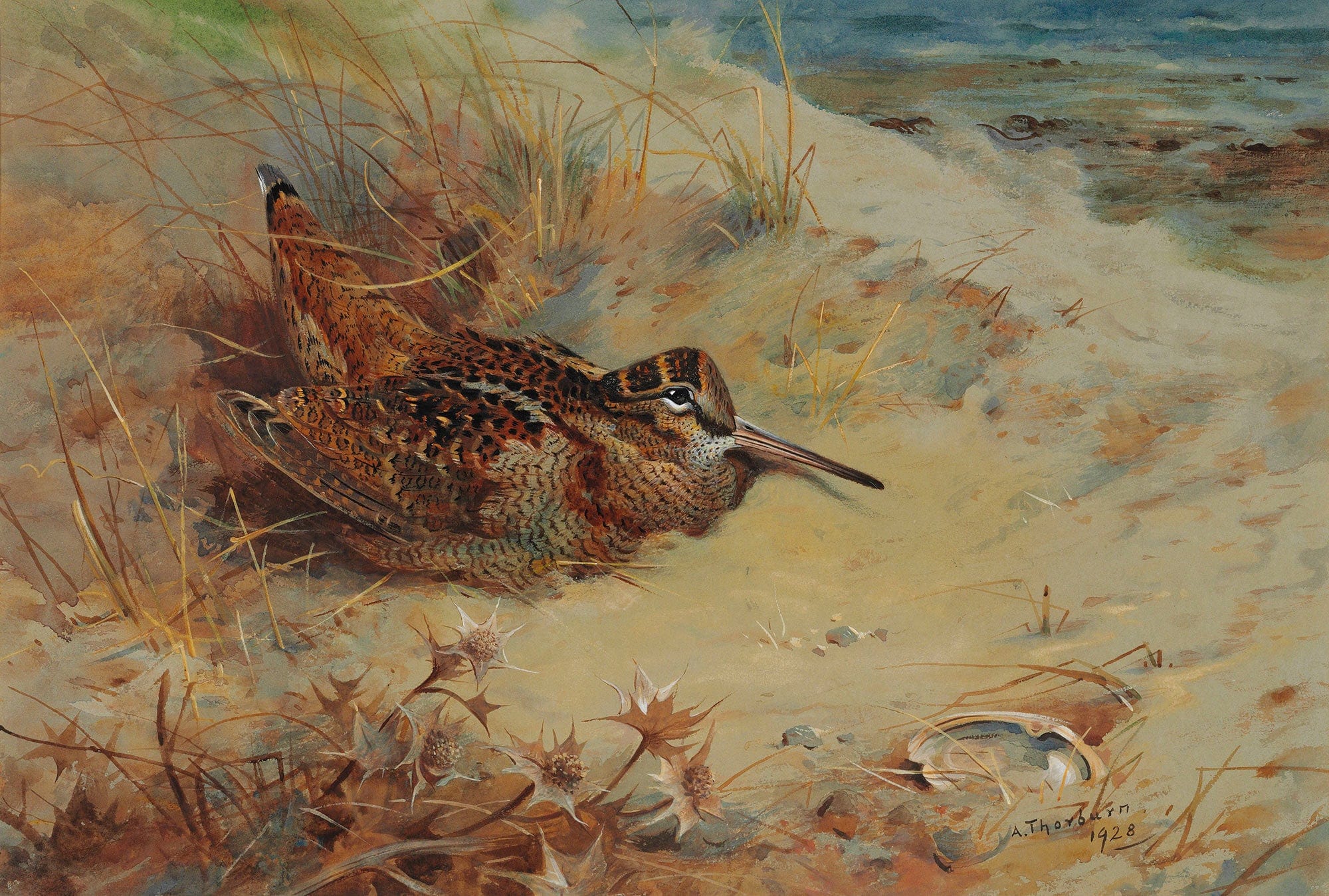 Woodcock Sheltering In The Sand Dunes by Archibald Thorburn