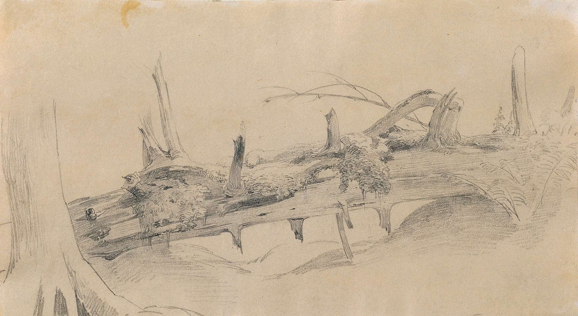 Wurzelwerk Umgesturzter Baum 1 by Johann Peter Krafft