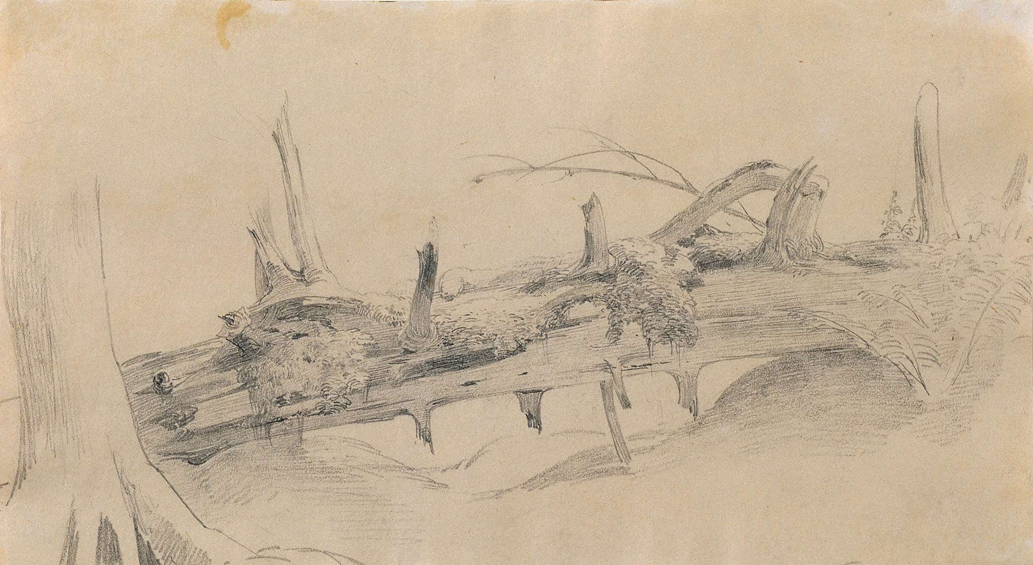 Wurzelwerk Umgesturzter Baum 1 by Johann Peter Krafft