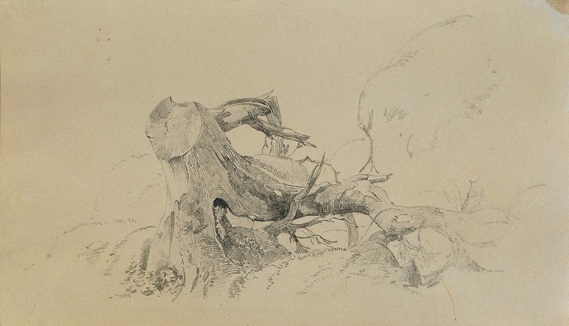 Wurzelwerk Umgesturzter Baum by Johann Peter Krafft