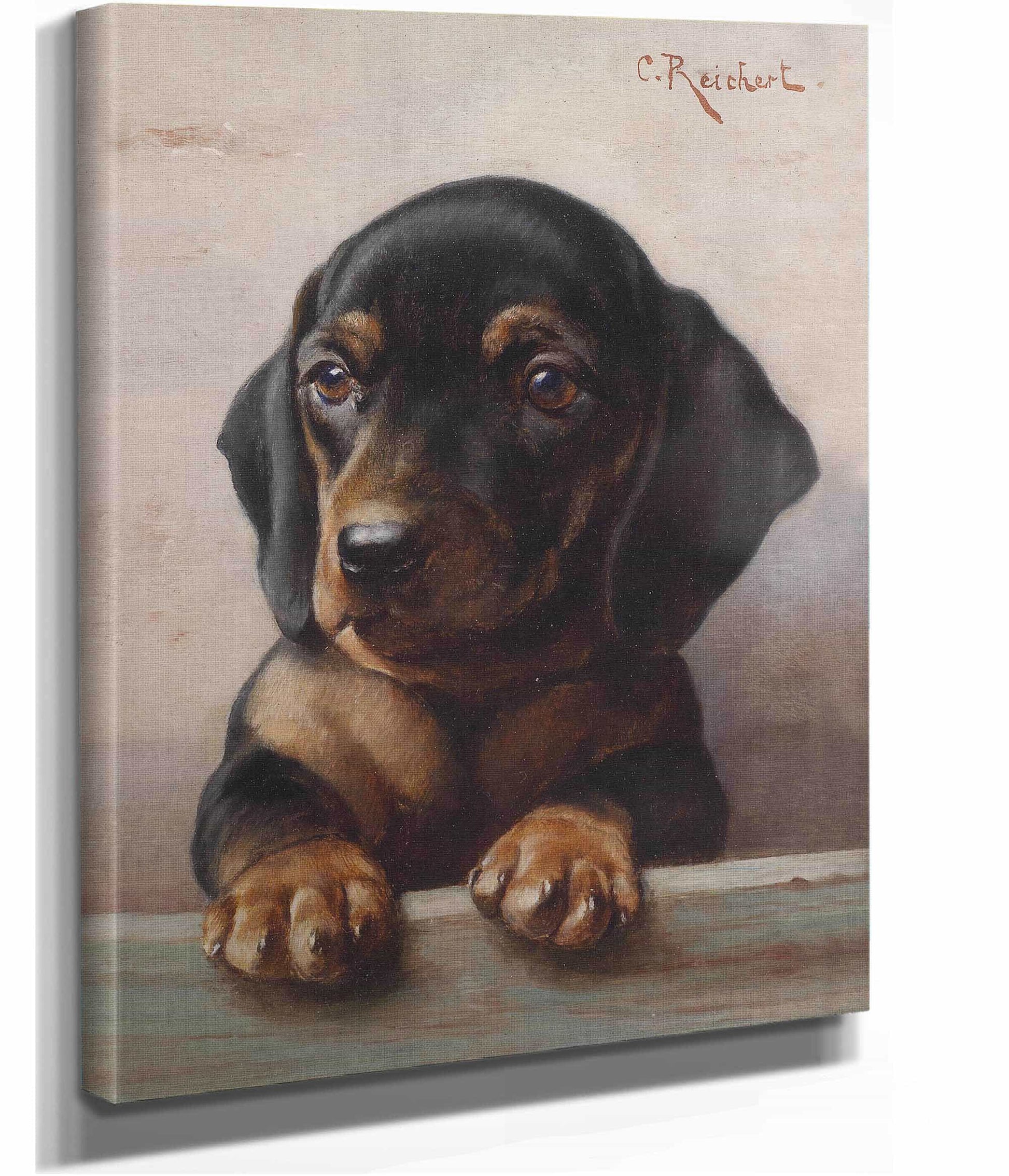 Young Dachshund by Carl Reichert