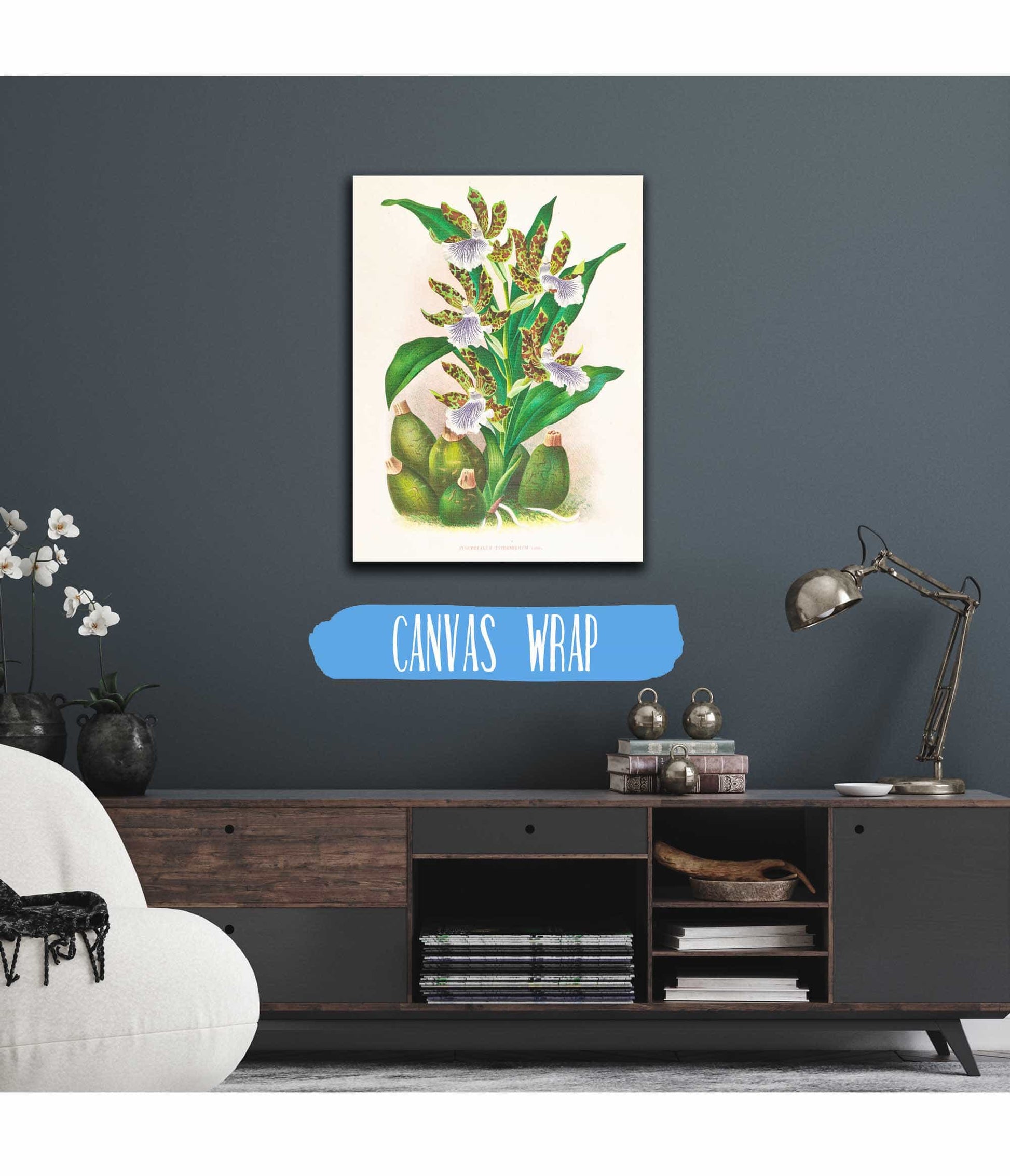Zygopetalum Intermedium by Jean Jules Linden