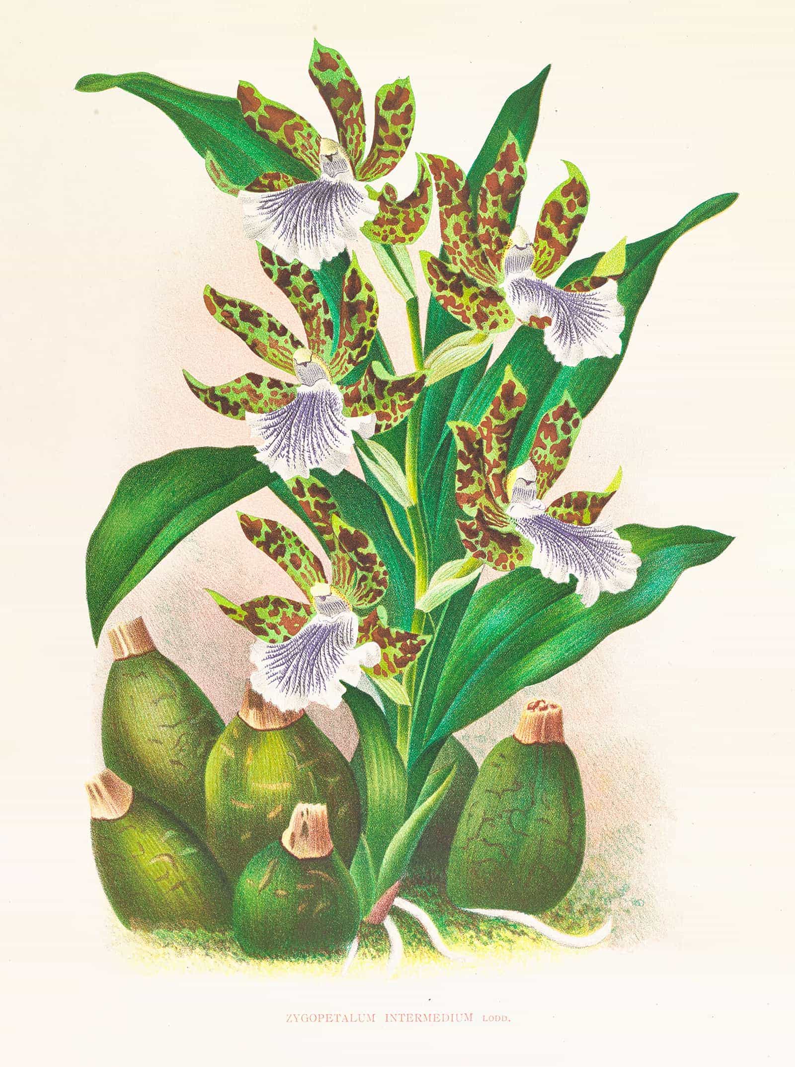 Zygopetalum Intermedium by Jean Jules Linden