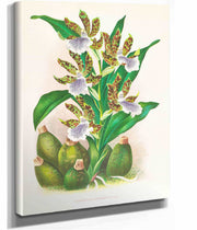 Zygopetalum Intermedium by Jean Jules Linden