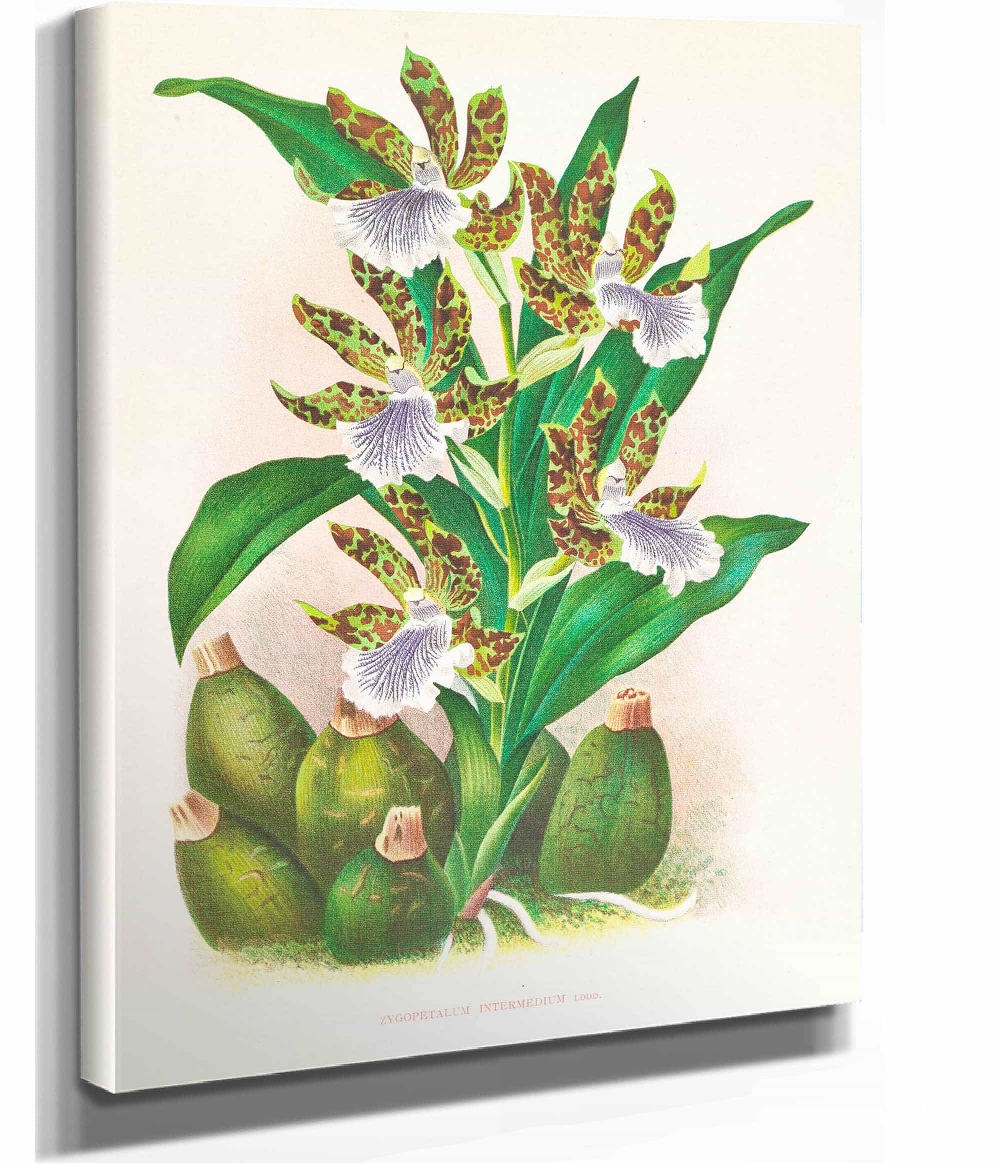 Zygopetalum Intermedium by Jean Jules Linden