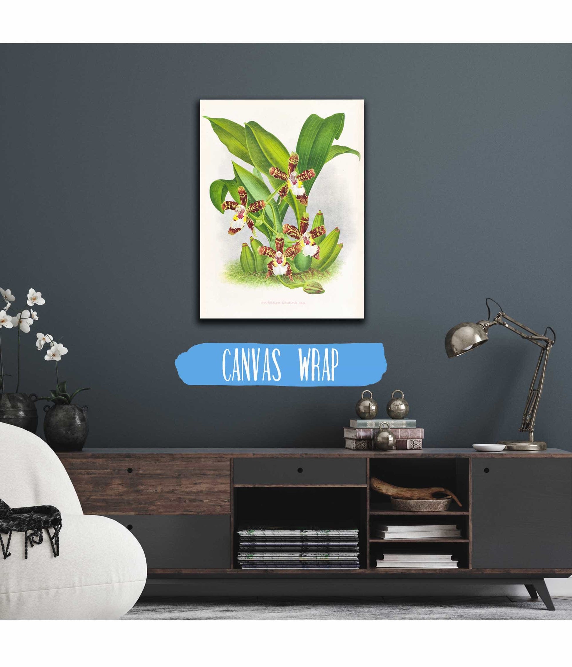Zygopetalum Jorisianum by Jean Jules Linden