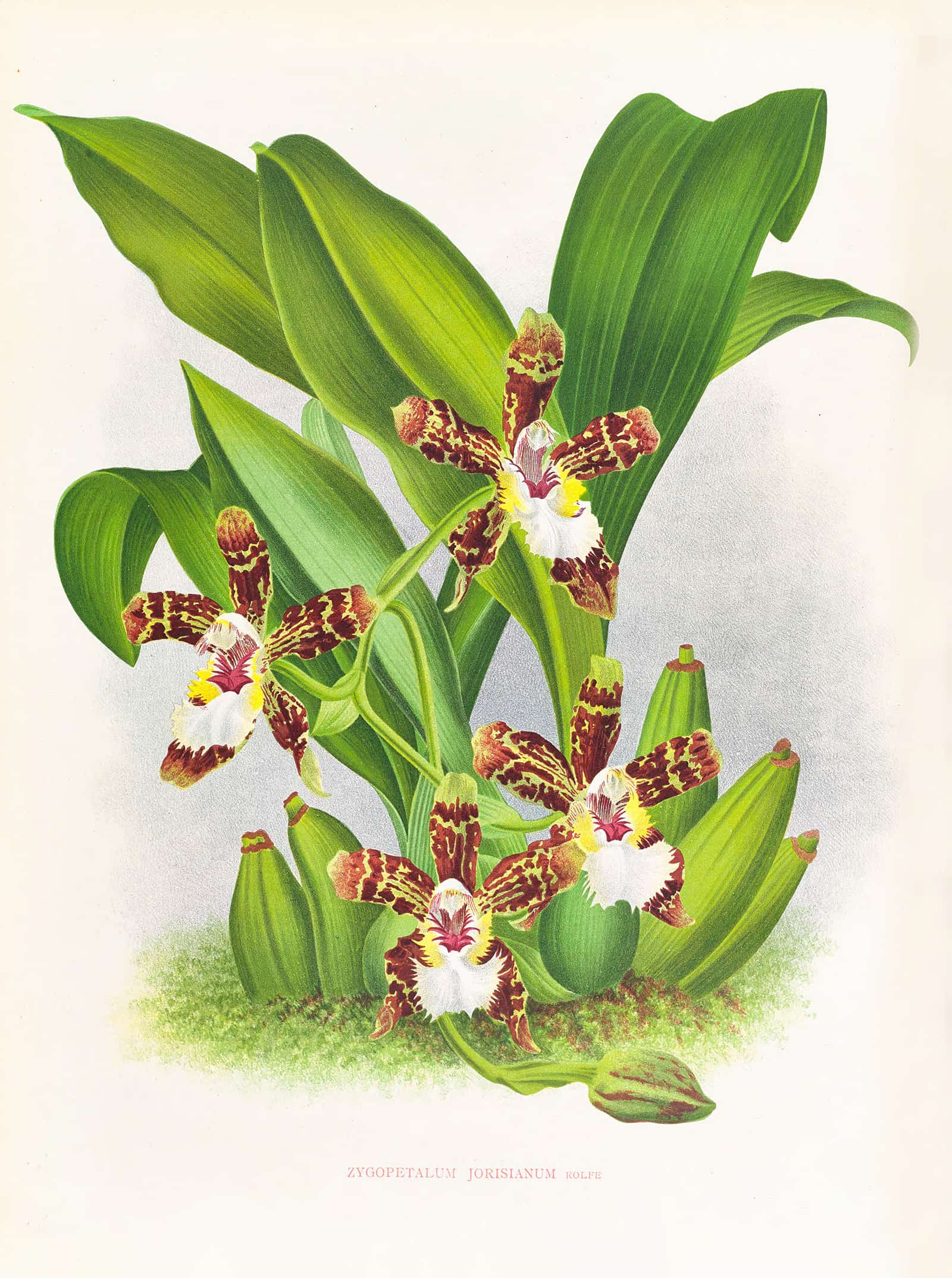 Zygopetalum Jorisianum by Jean Jules Linden