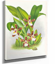 Zygopetalum Jorisianum by Jean Jules Linden