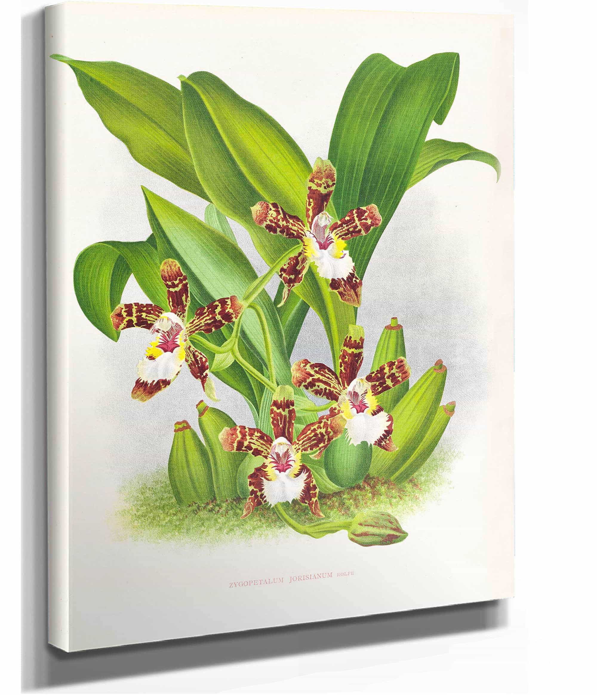 Zygopetalum Jorisianum by Jean Jules Linden