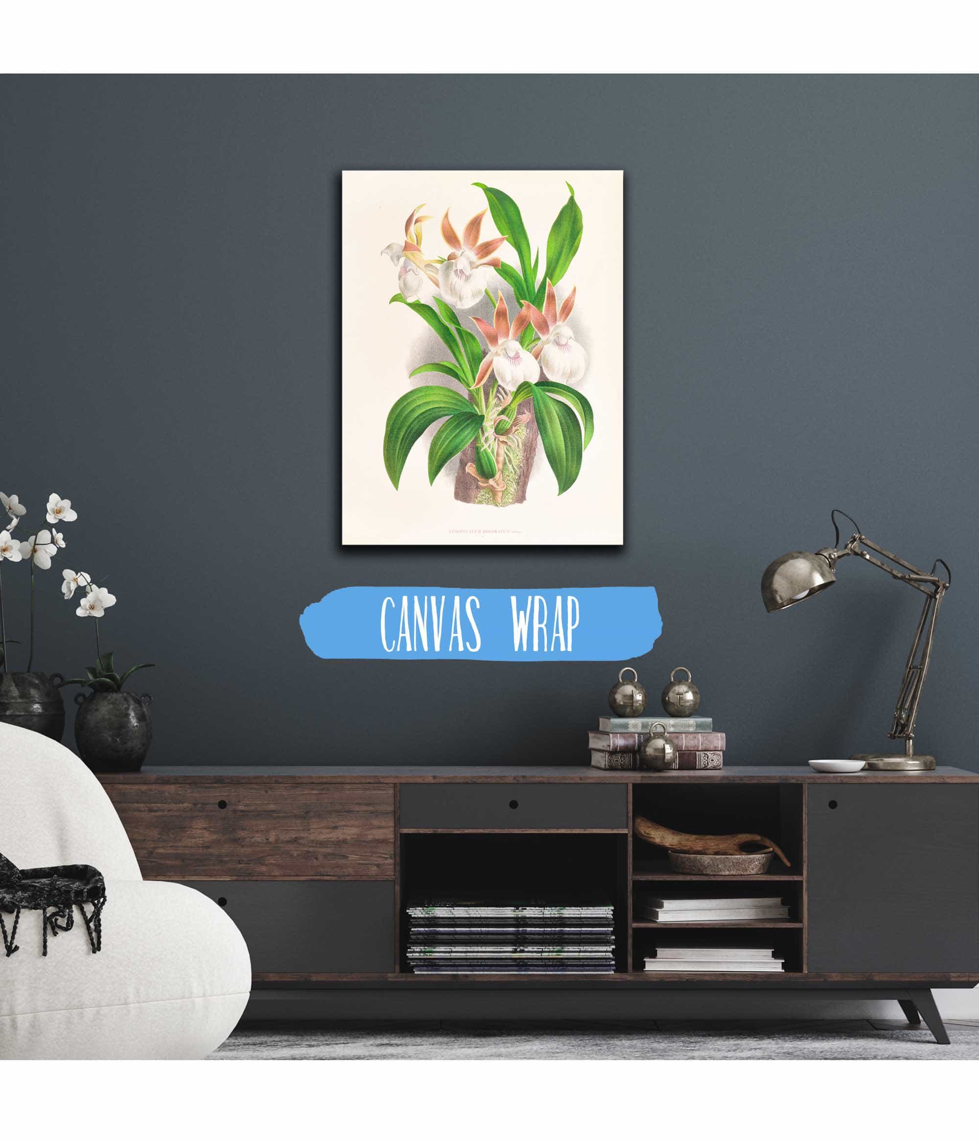 Zygopetalum Rostratum by Jean Jules Linden