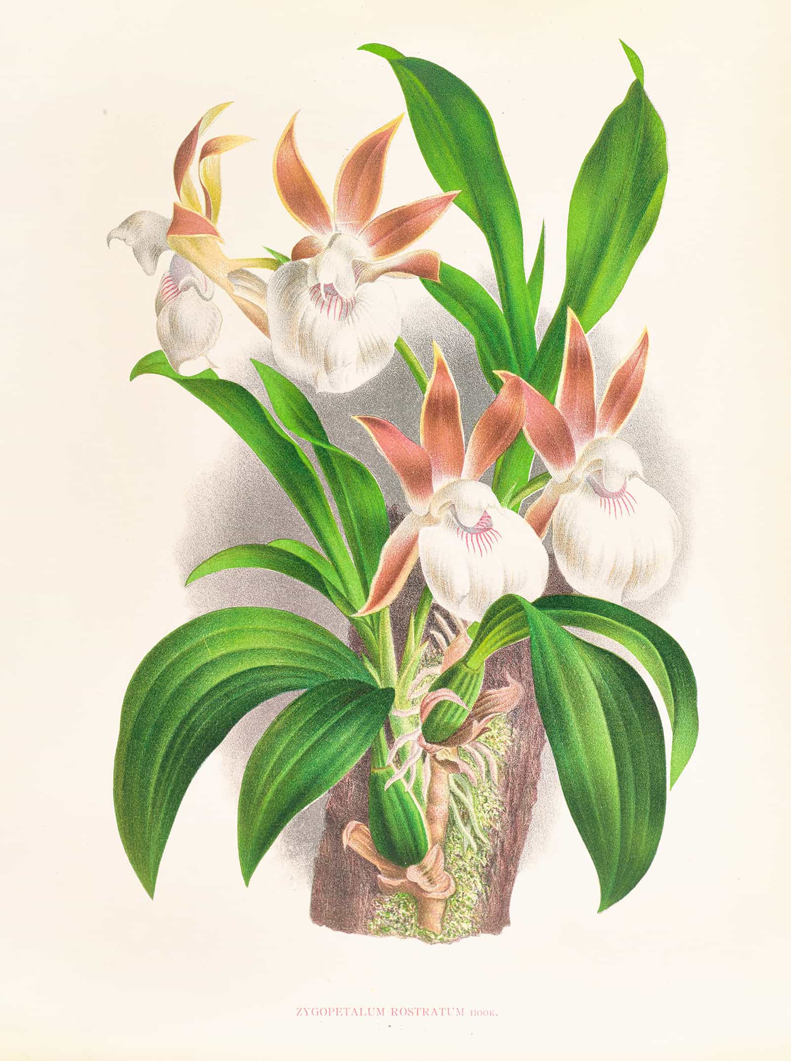Zygopetalum Rostratum by Jean Jules Linden