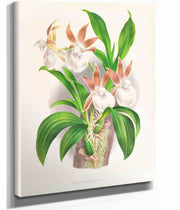 Zygopetalum Rostratum by Jean Jules Linden